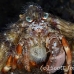 crab_anemone_shr_tam_h_0005_bal6378.jpg